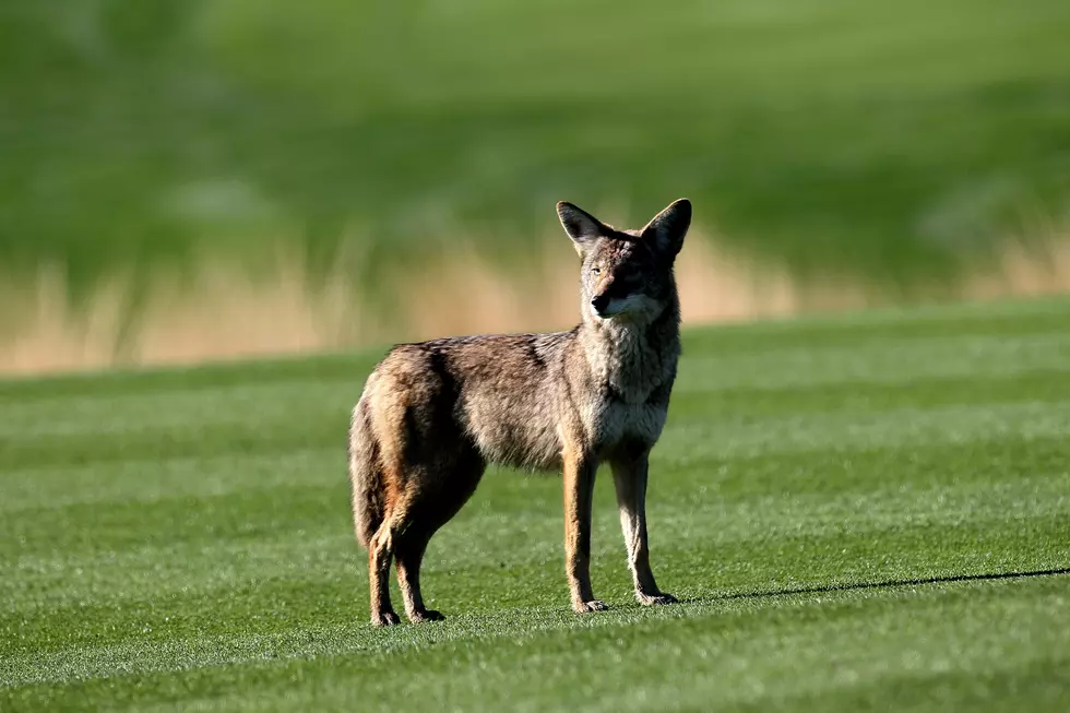 Wildlife Expert Says Relax About ‘Aggressive’ Brookfield Coyote