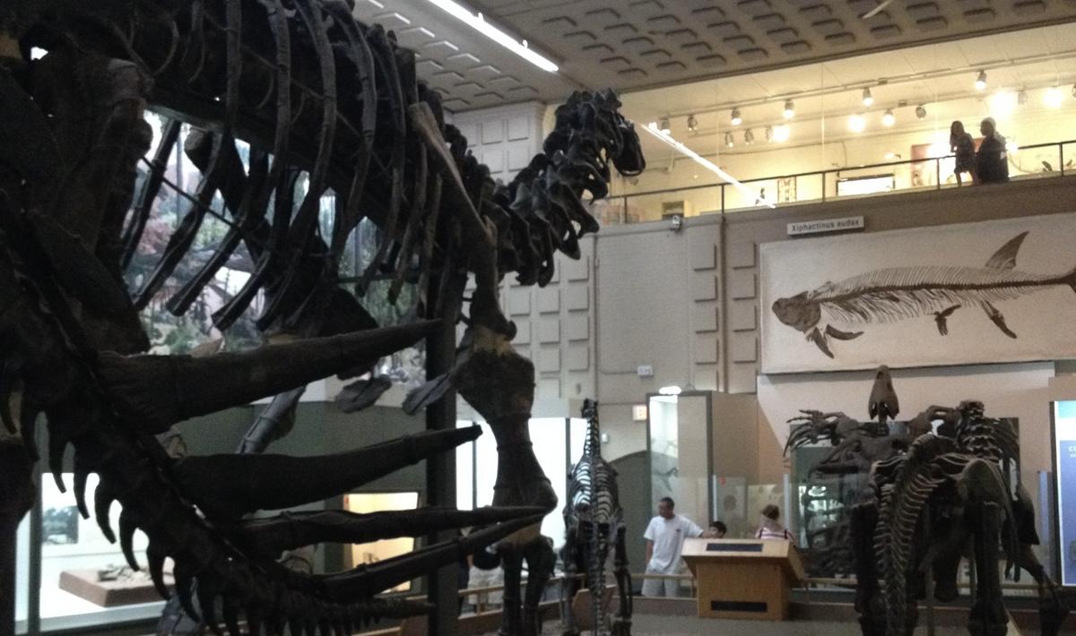 Would you like to have your name on the most famous dinosaur in Connecticut?
