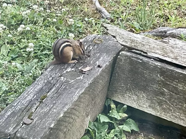 It Appears to Be a Great Year for Eastern Chipmunk in Connecticut