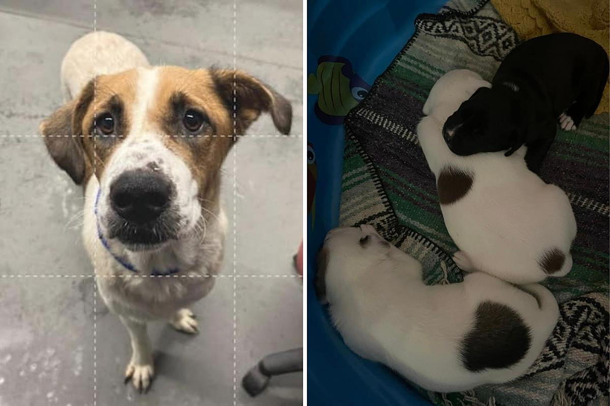 CT animal shelter asks public for help in finding foster homes for dogs