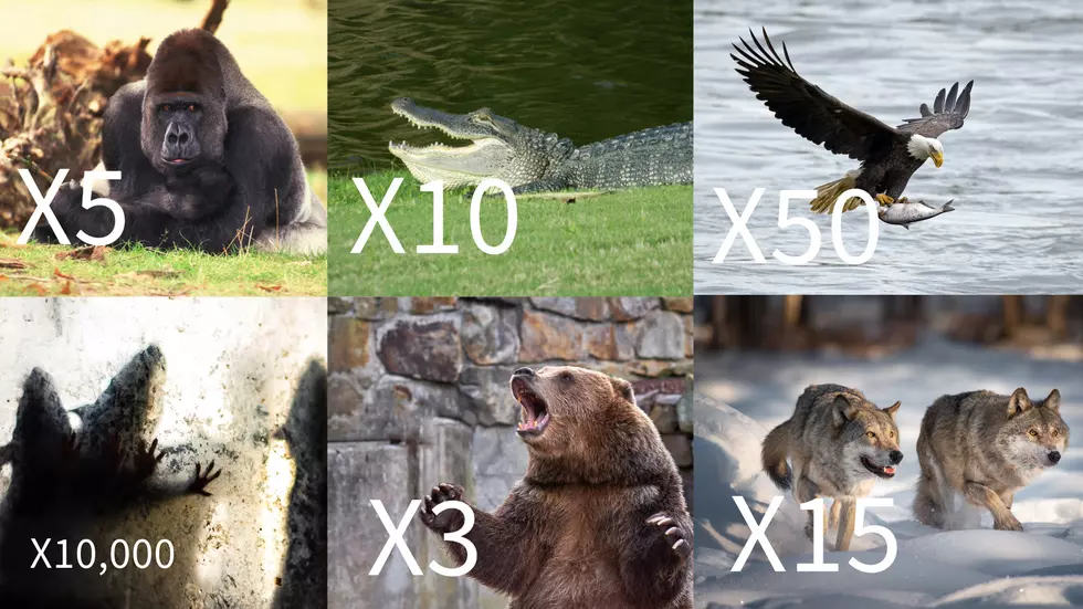Connecticut: Who Will You Choose to Defend You in This Animal Challenge?