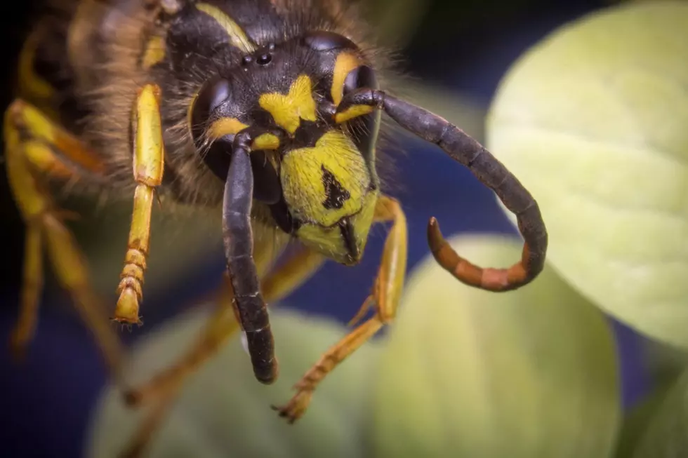Vicious, Aggressive, Predatory Yellowjacket Species Arrives Across CT, New England