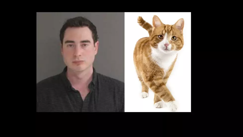 CT Man Goes 130 MPH to See His ‘Needy’ Cat—Is the Cat Really the One in a Hurry
