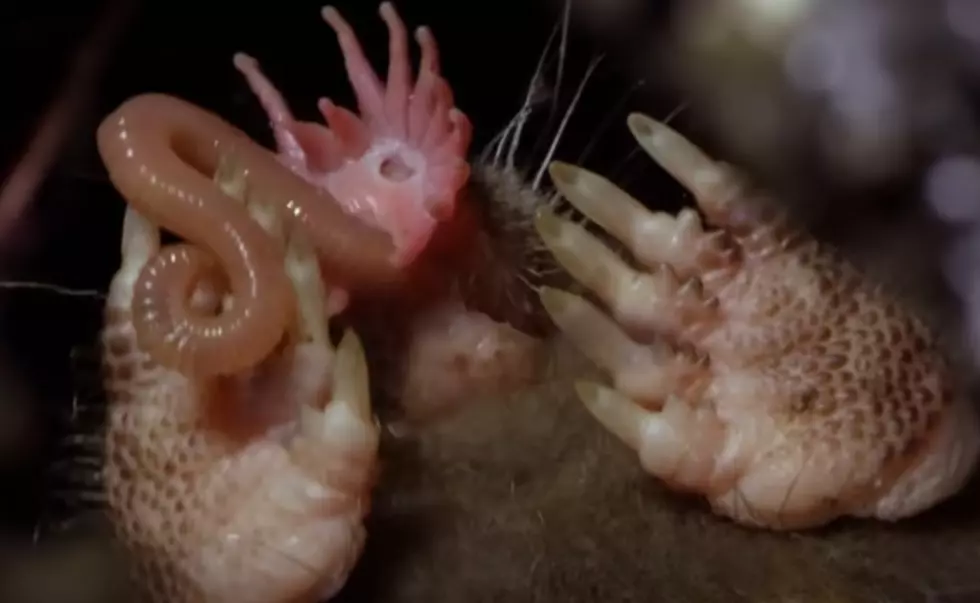 This is One of the Oddest-Looking Creatures in Connecticut