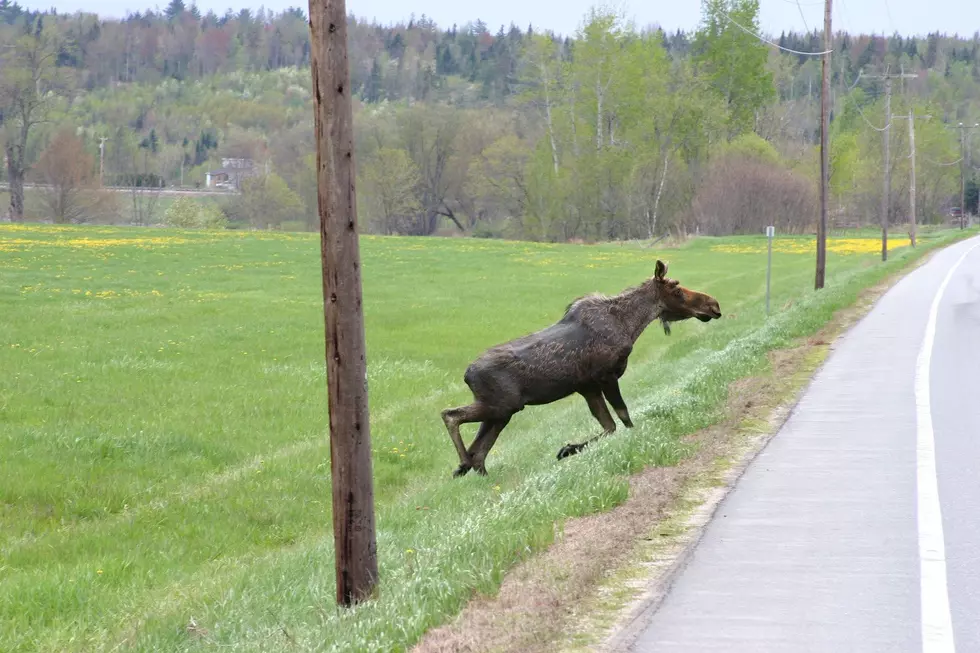 Connecticut’s Moose Season Brings Unexpected Road Hazards