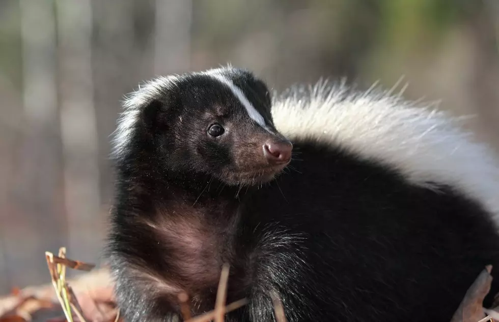 Skunks Are Taking Over The Roads In Western Connecticut
