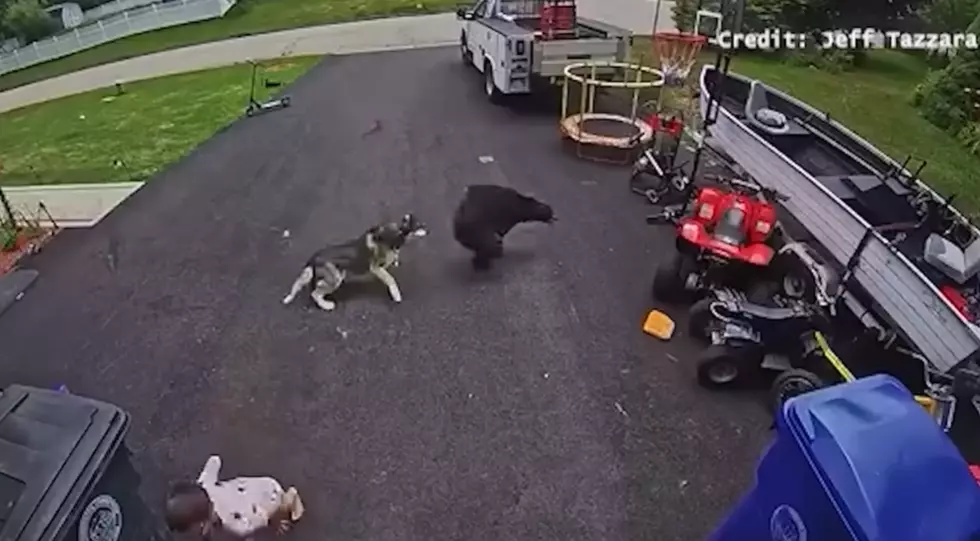Watch: Connecticut Husky Rushes in to Stop Charging Black Bear
