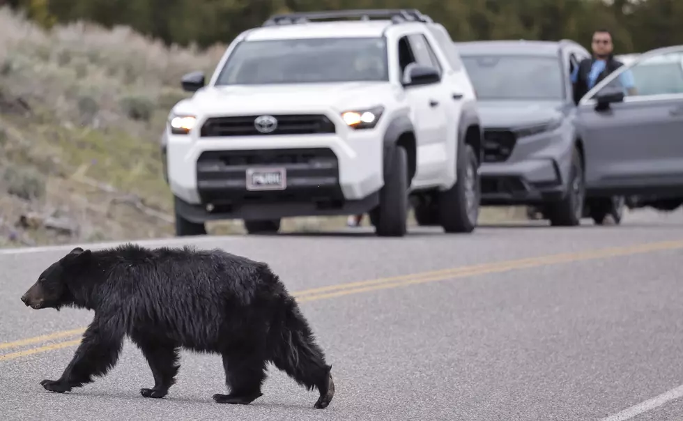 Bear Spotted in Downtown Danbury Sparks Warning from Officials