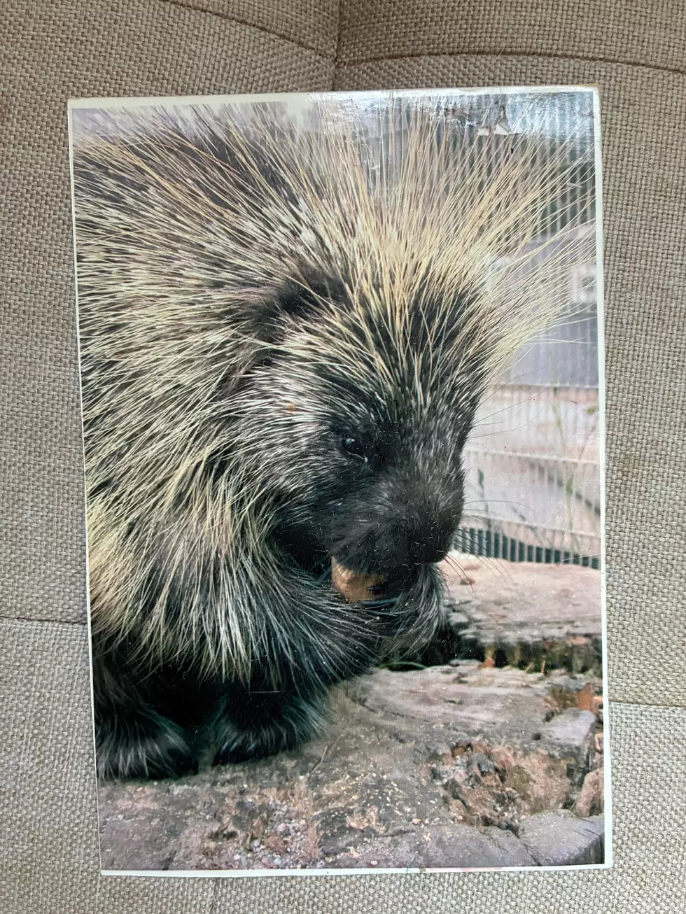 Connecticut Residents May Be Seeing More of This Unusual Animal