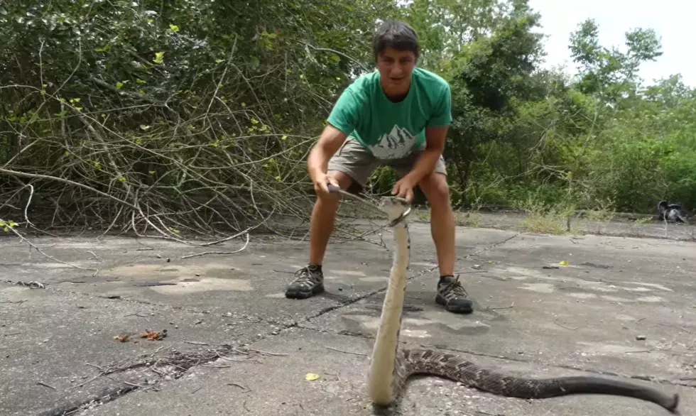 Connecticut’s Most Dangerous Animal Might Surprise You