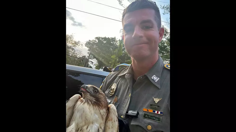 Injured Hawk Rescued by Connecticut State Police in Mansfield
