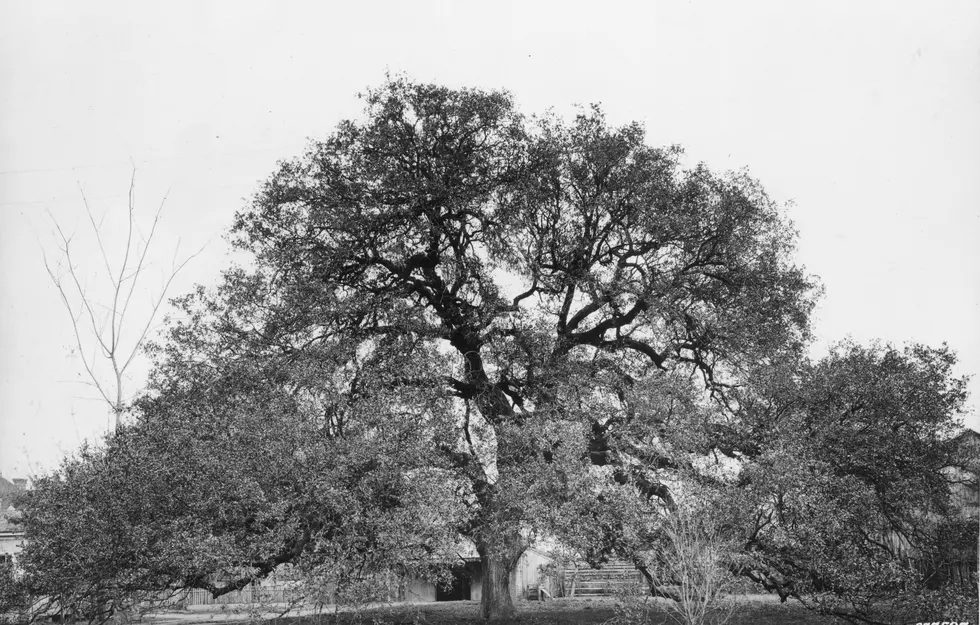 The Fascinating Story Behind Connecticut’s Famous Charter Oak