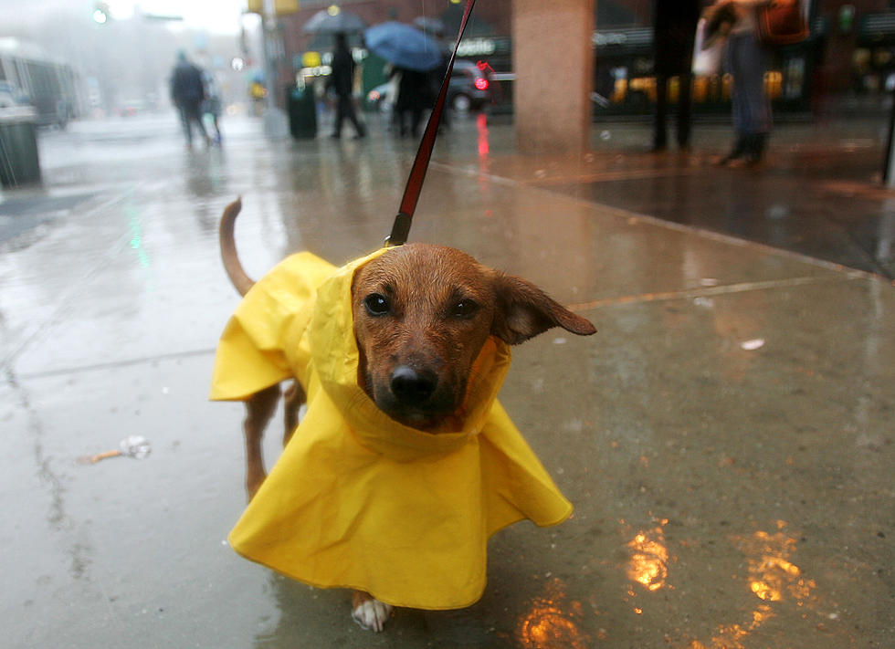 How to Survive a Rain Storm