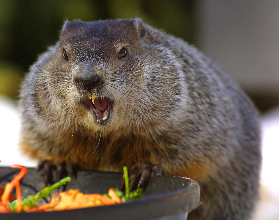 Chuckles the Groundhog : Connecticut Has 6 More Weeks of Winter