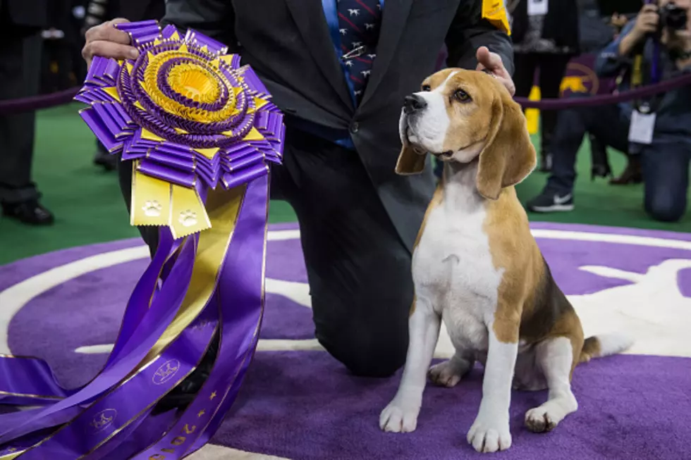 The Beagle Wins Best in Show [VIDEO]