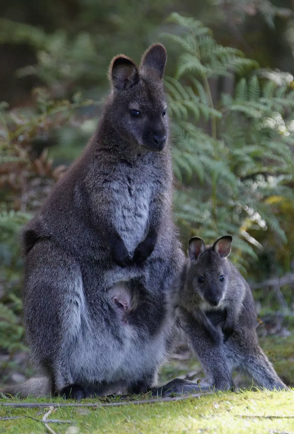 Wallaby Missing From North Salem Spotted in Patterson