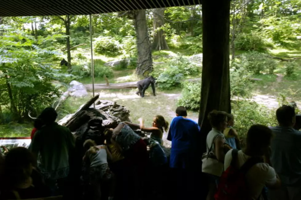 The Bronx Zoo &#8211; An Awesome Local Daytrip
