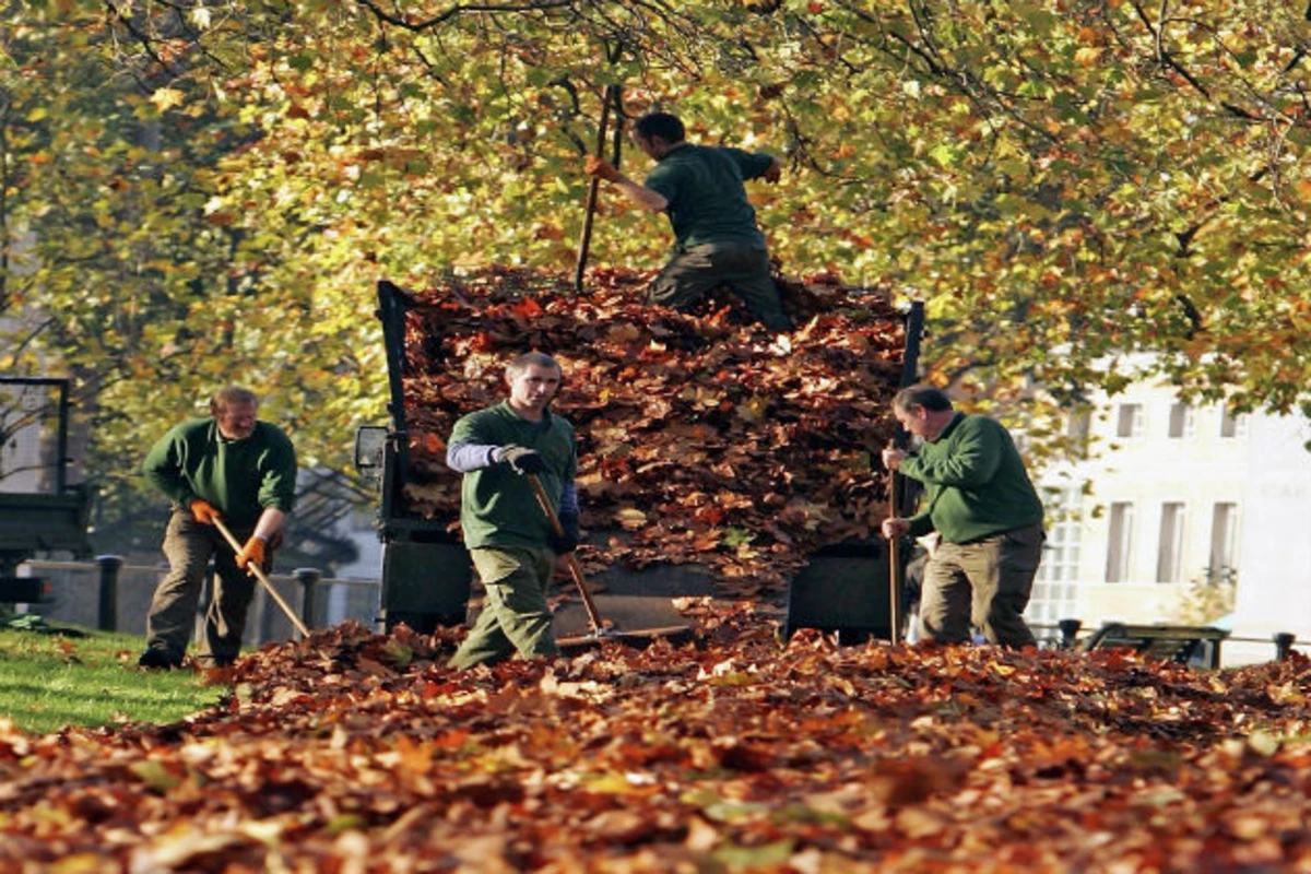 Danbury Leaf PickUp Starts Monday, Here's What You Need To Know