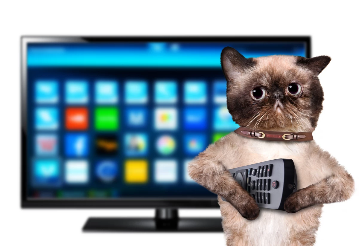 На телефоне включи кот. Кот и телевизор. Кошка на телевизоре. Кот на телевидении. Котик и телевизор.
