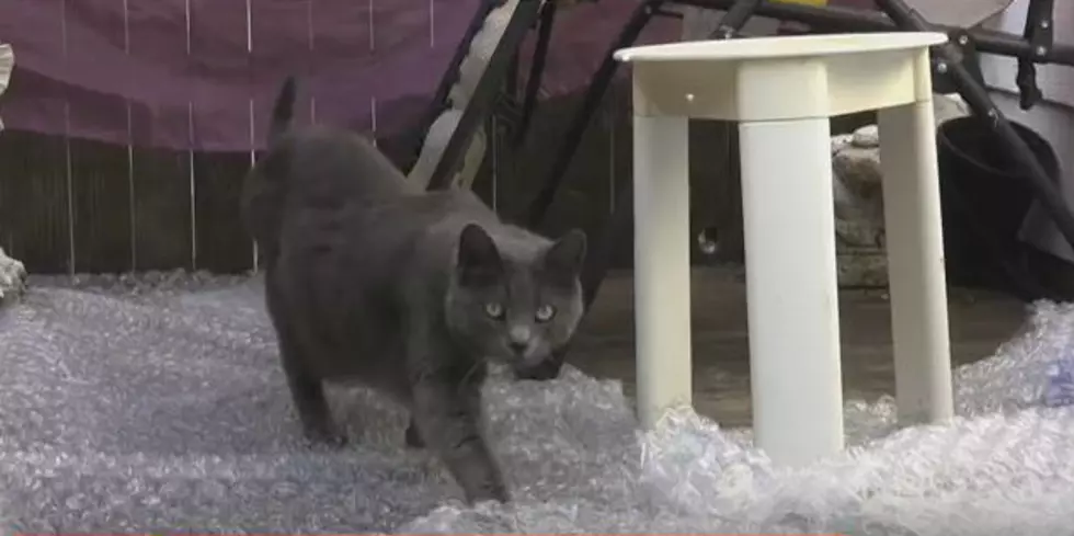Cat&#8217;s Having Fun with Bubble Wrap [VIDEO]