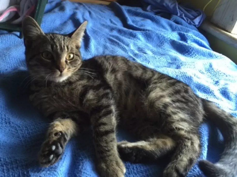 Special Needs Kitten Needs Foster, Expenses Covered by SPCA
