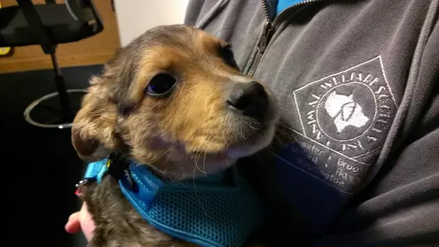 Adopt and Save Pet of the Week &#8211; Meet Mako [VIDEO]