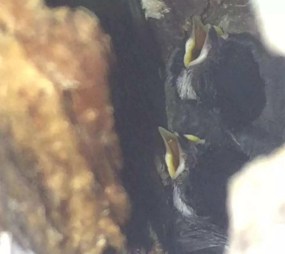 Baby Birds Take Up Residence in Liz Kaye’s Porch Post – Part 3 [VIDEOS]