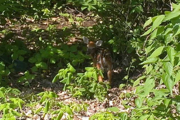 Baby Fawn Abandoned in Brookfield, Radio Staff Takes Action