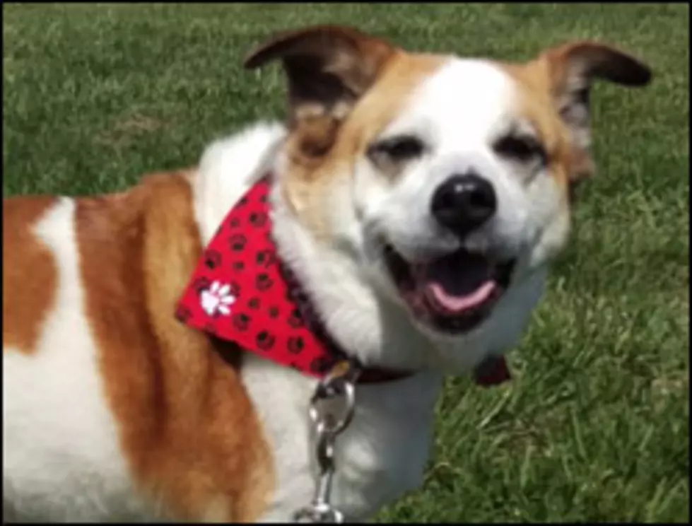 Adoptable Pet of the Week &#8211; Zoey [VIDEO]