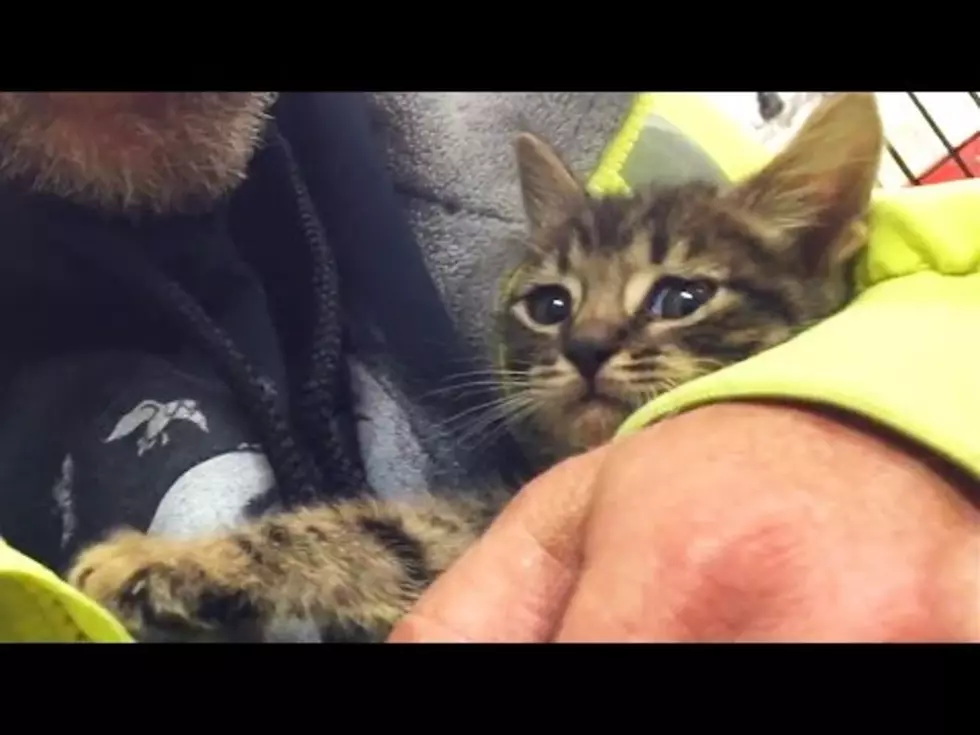 Kitten Rescued After 33 Hours in Storm Drain