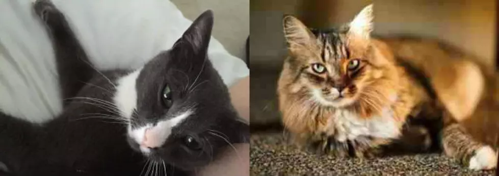 Two Cats Missing in New Milford
