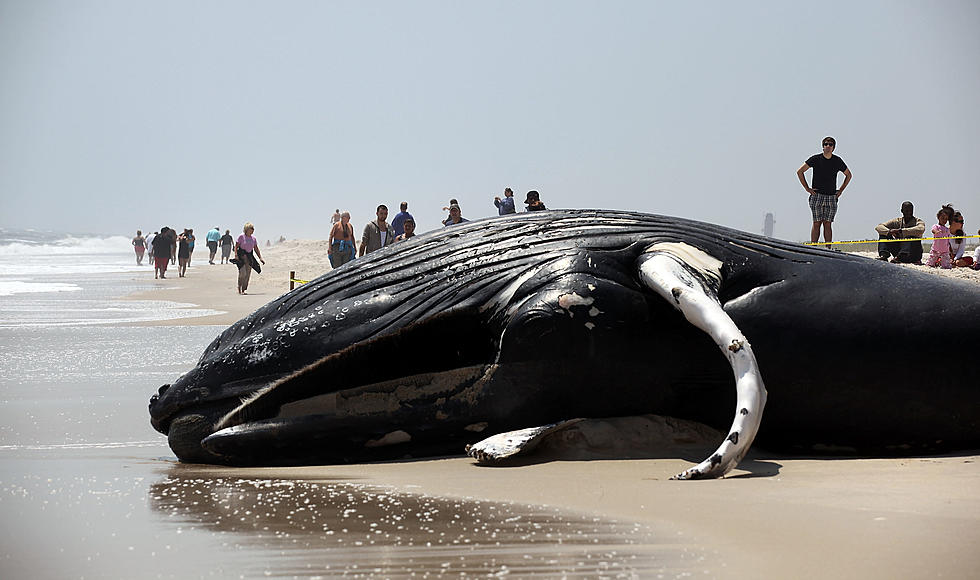 Whale Washes Up On Rye Beach in New Hampshire