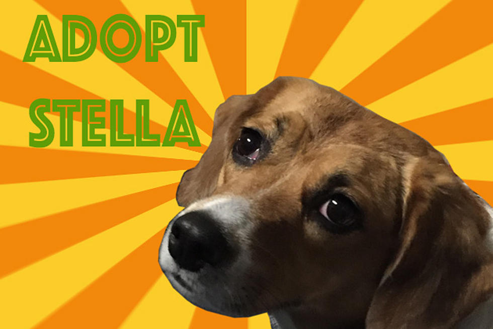Cute Beagle Mix Is Spayed, Trained, and Ready for a Family