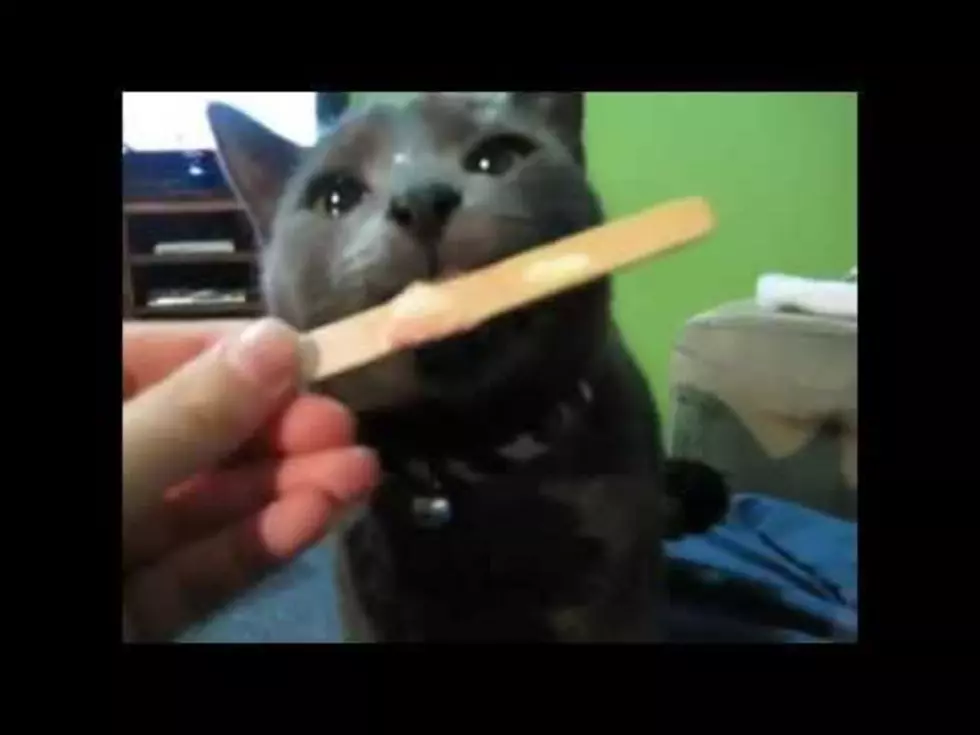 Have You Ever Seen a Cat With a Brain Freeze?