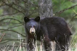 What You Should (and Shouldn&#8217;t) Do When You See a Black Bear