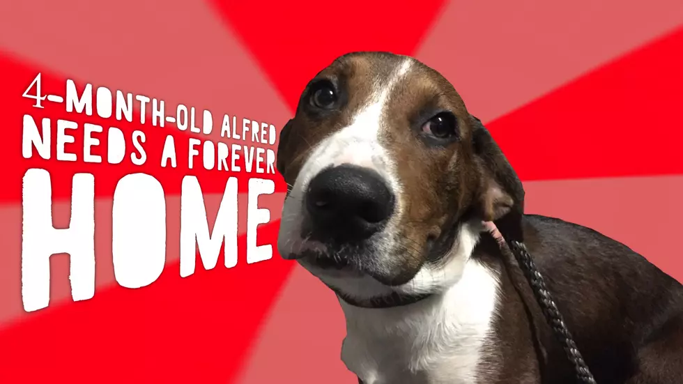 Alfred Is Ready For His Forever Home