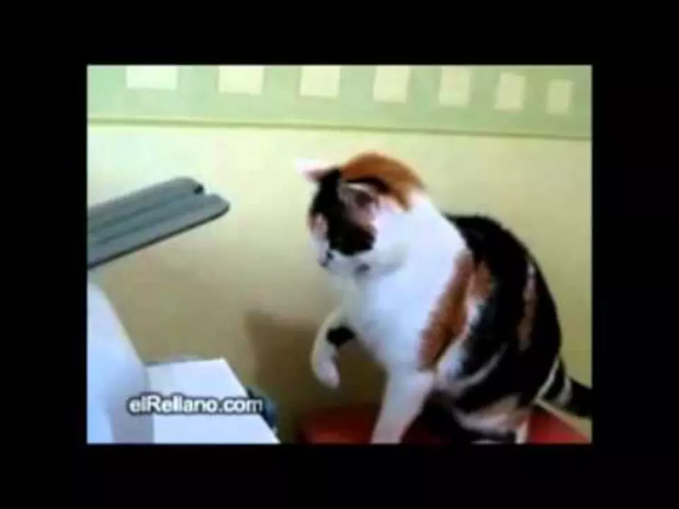 It’s Feline Friday – Cat vs Printer