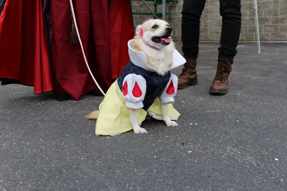 Which Pet Had the Best Costume? [VOTE]
