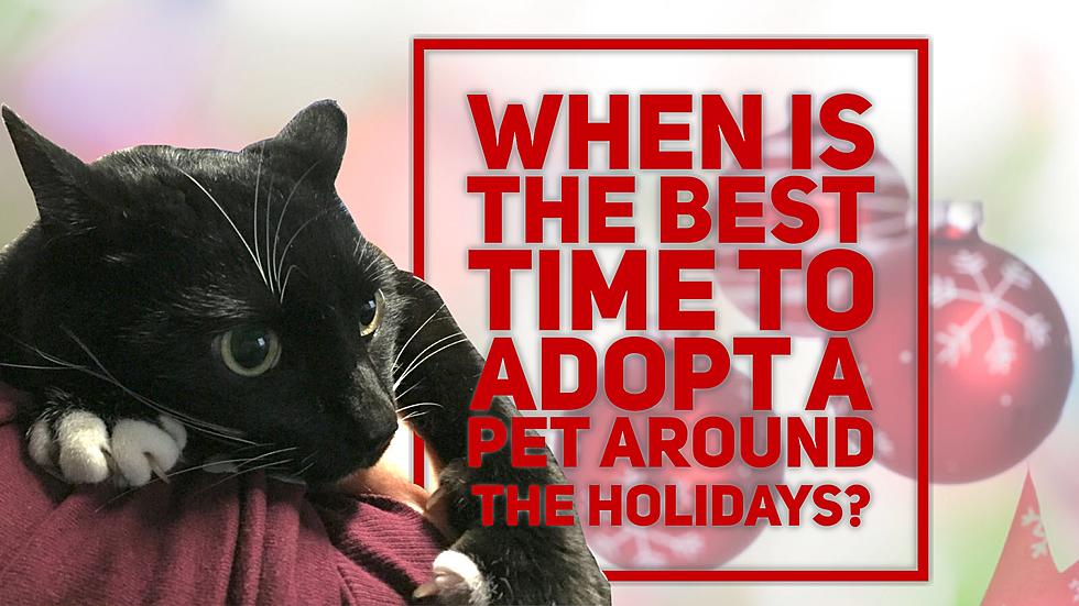 When Is the Best Time to Adopt a Pet Around the Holidays?
