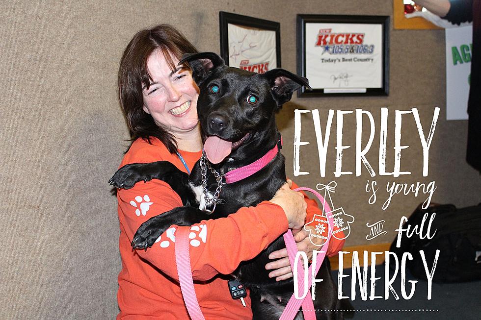 Everley Is Young, Energetic, Loves Country Music, and Needs a Home