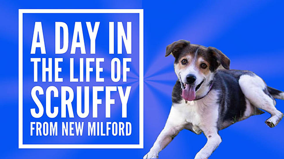 A Day in the Life of Scruffy From New Milford