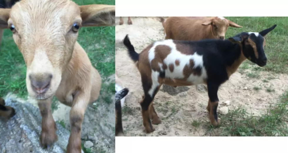 A Brewster Farm Is Adding Two Exotic Goats Named ‘Calvin & Hobbes’