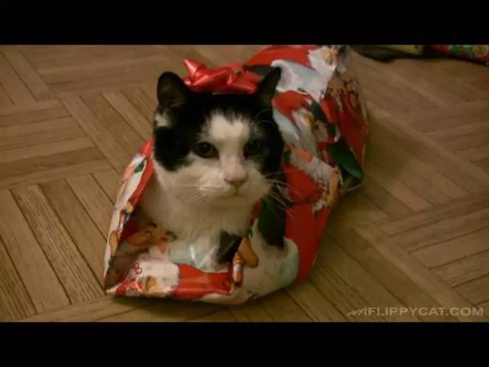 How to Wrap a Cat For Christmas