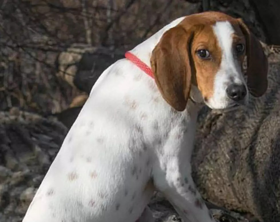 Bodhi Ain&#8217;t Nothin&#8217; But a Hound Dog Looking for a Hunk of Burning Love