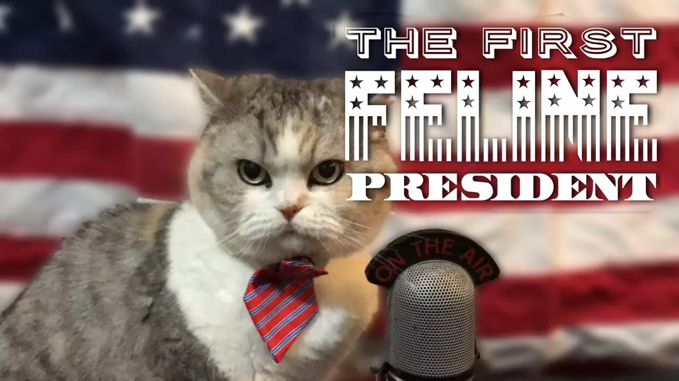 Inauguration of the First Feline President of the United States