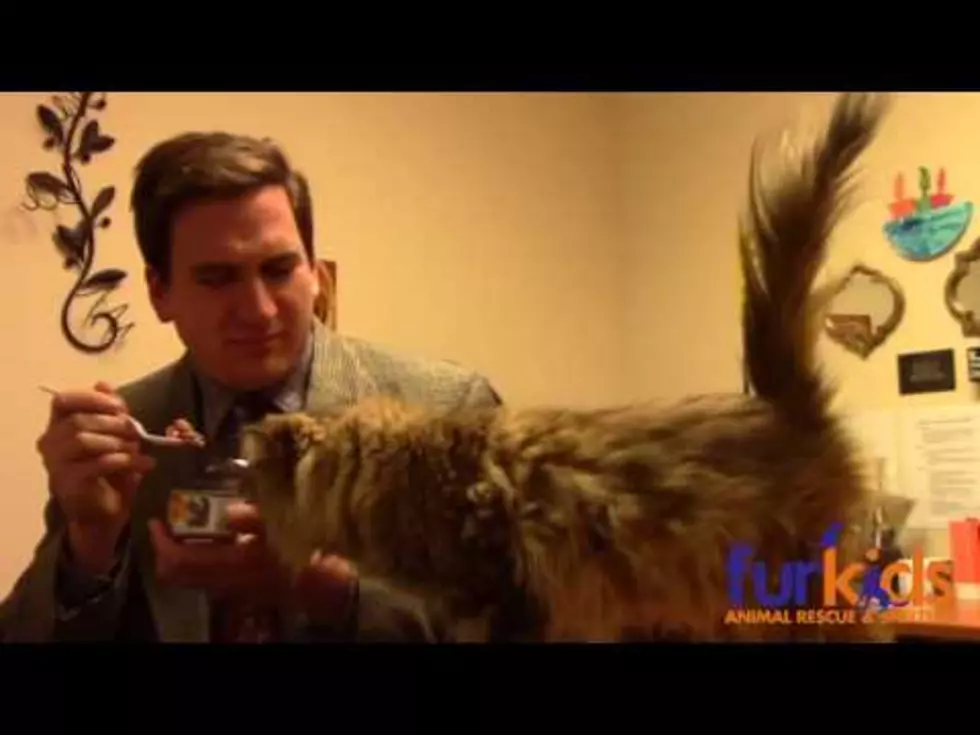 Animal Shelter Airs Funny and Brilliant Commercial