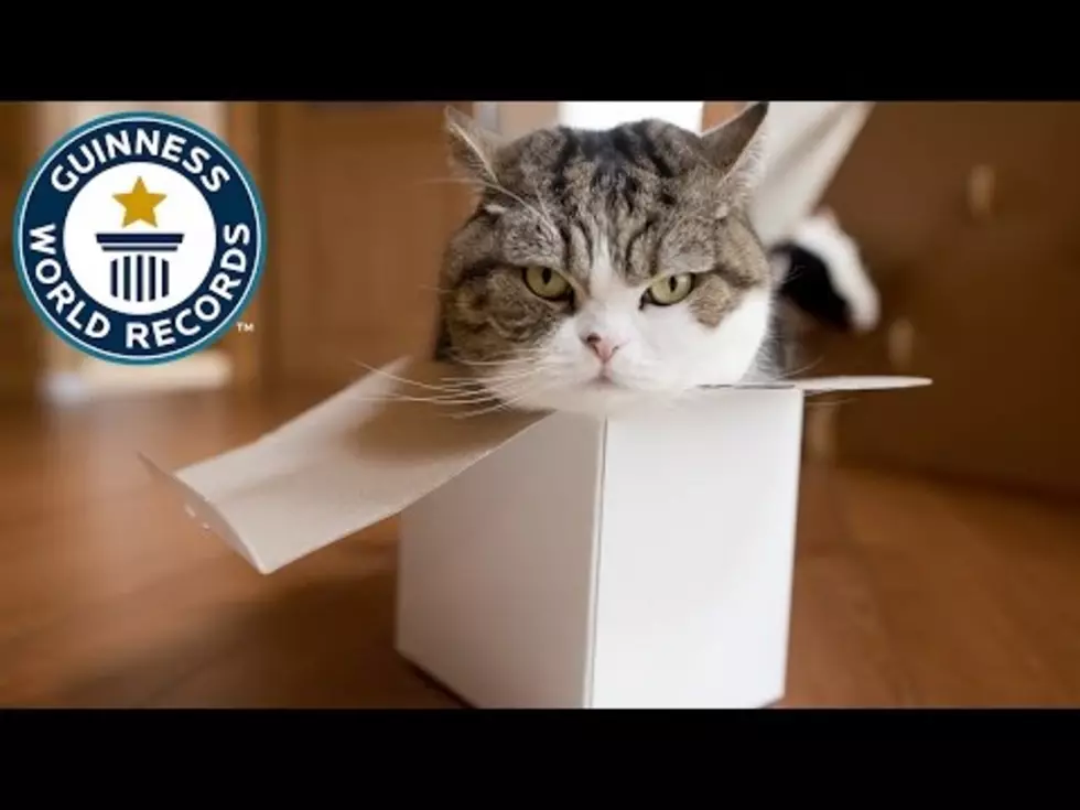 Guiness World Record &#8211; Maru the Cat is the Most Watched Animal On YouTube