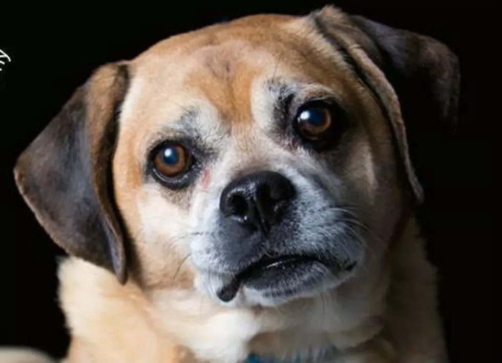 Sumo the Puggle Will Make You Want to Snuggle