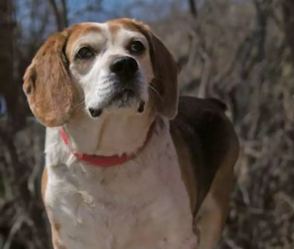 Troy the Beagle From New Milford Wants to Help You Get in Shape