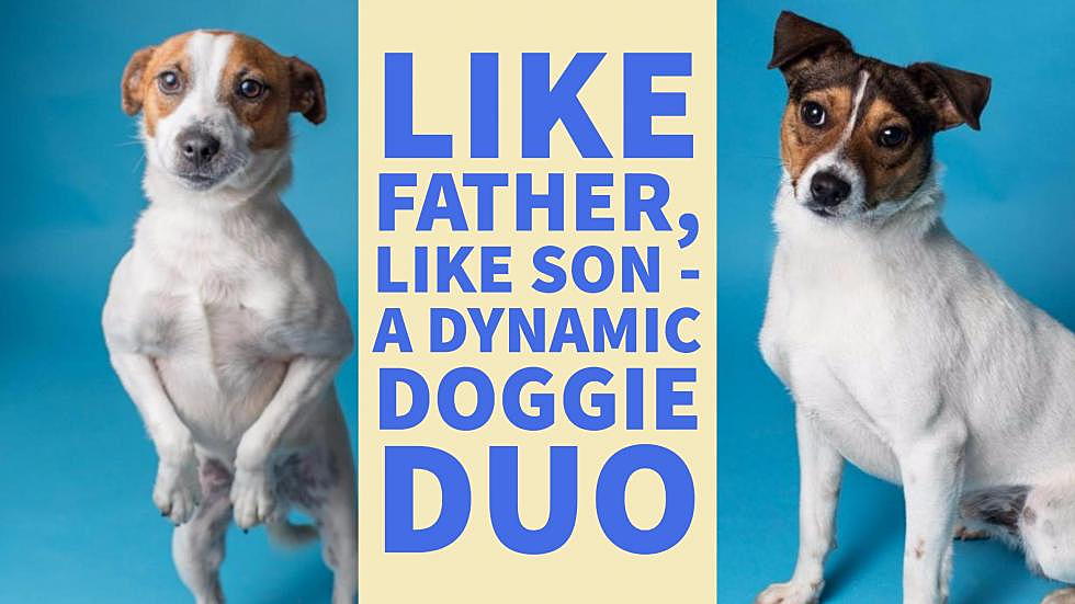 Like Father, Like Son — A Dynamic Doggie Duo